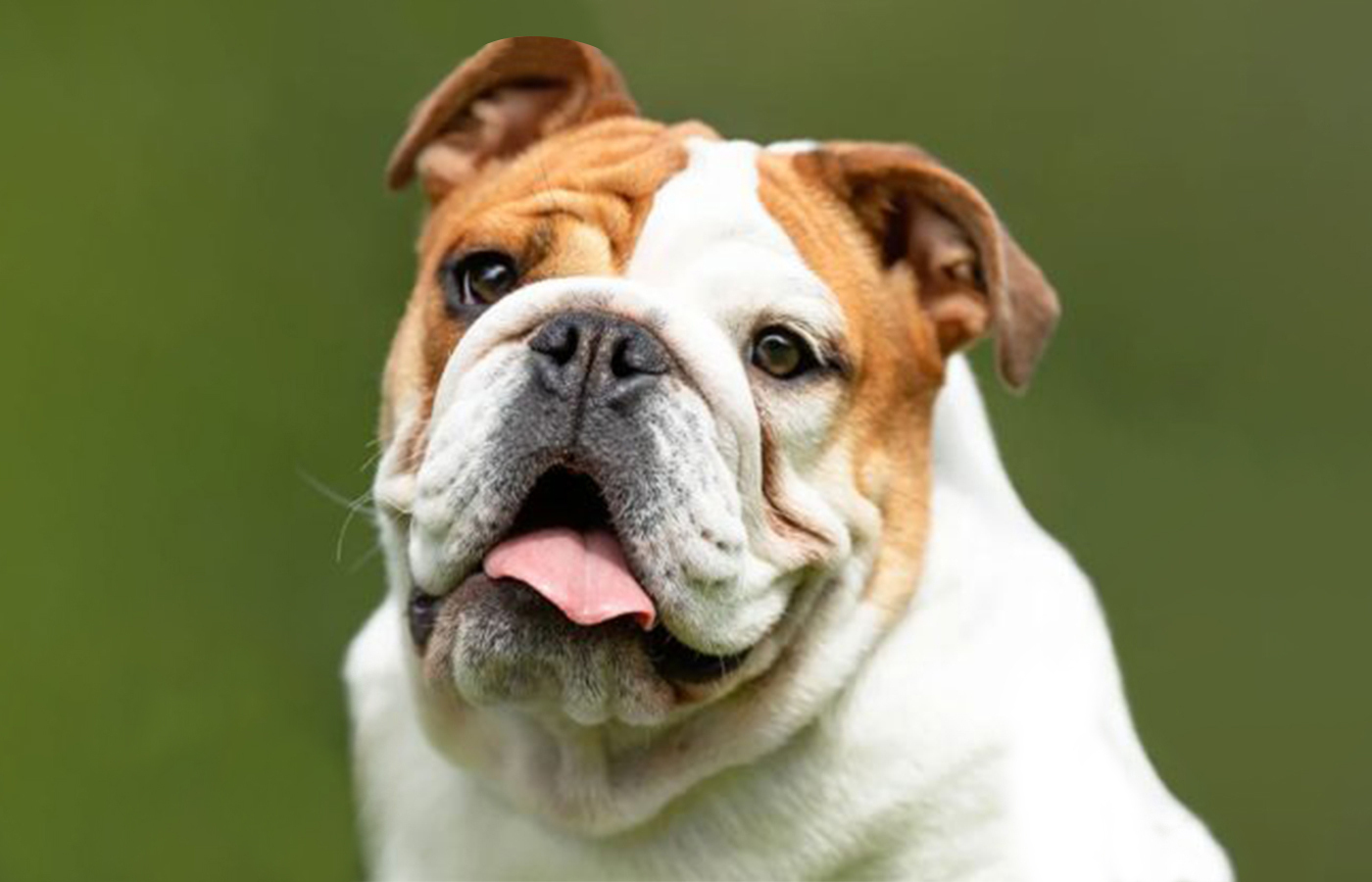 Veterinarian performing BOAS laser surgery on a brachycephalic dog patient