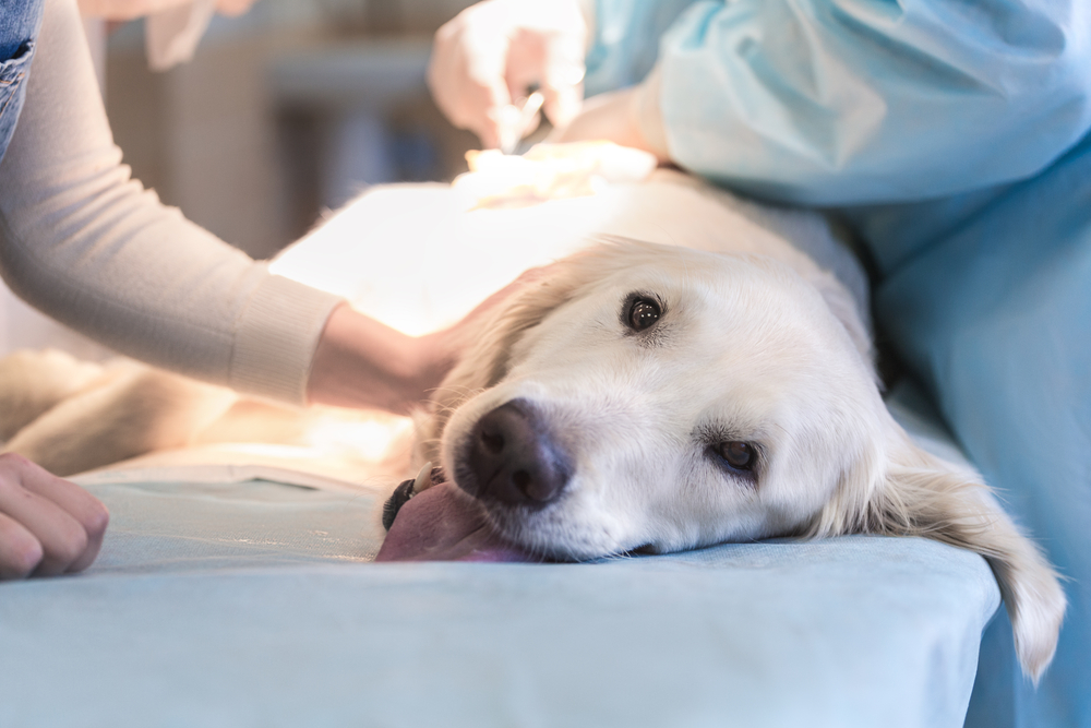 Ill Golden Retriever being examined at a veterinary clinic for health checkup and diagnosis