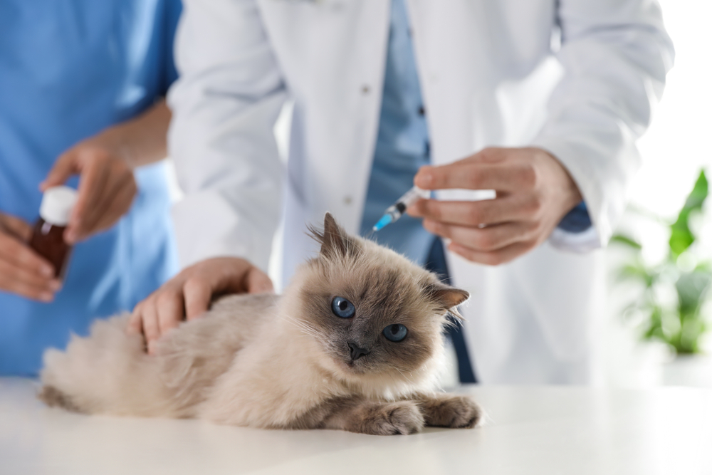 Veterinarian administering vaccine to a cat at Boca Midtowne Animal Hospital clinic