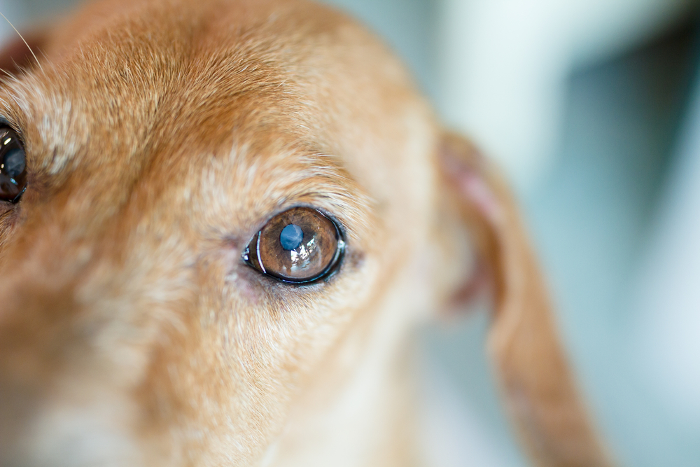 Close-up of white spot on a dog's eye, illustrating chronic pain and ocular health concerns