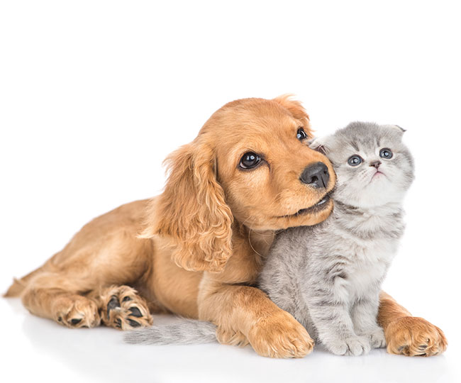 Veterinarian with pet during concierge veterinary care membership consultation in Boca Raton