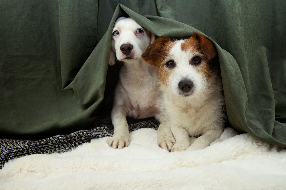 Puppy resting cozily in a hideout, representing comfortable pet care environment