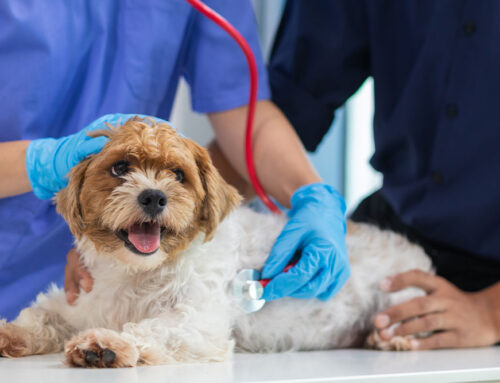 How We Support Failing Hearts: A Guide to Cardiac Medications for Pets