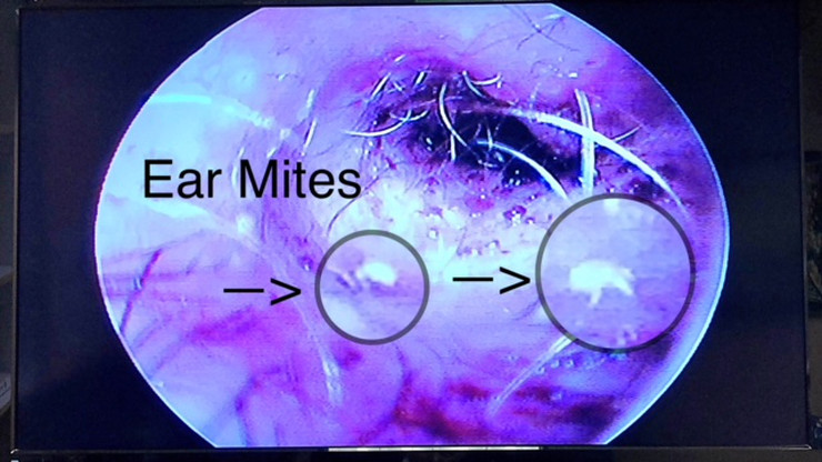 Close-up of a dog's ear showing signs of ear mites — veterinary diagnosis and treatment in Boca Raton