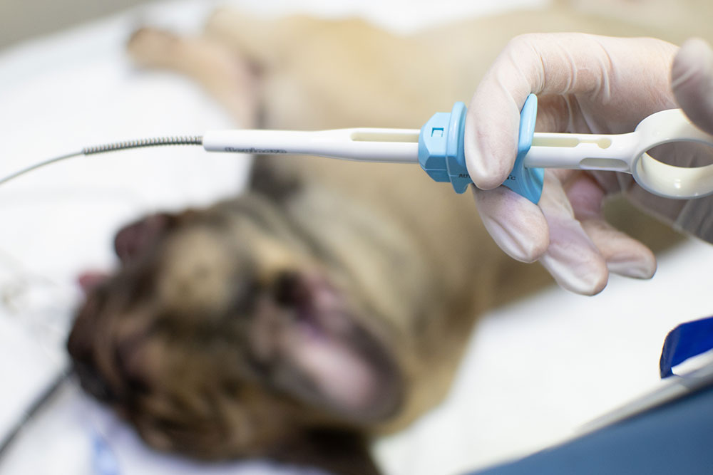 Endoscopic tool used for minimally invasive diagnostic procedures in dogs