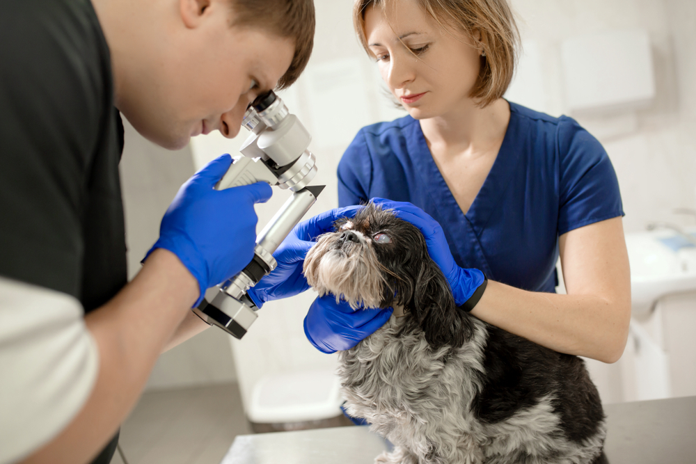 Veterinarian performing dog eye exam with handheld tool to check eye health.