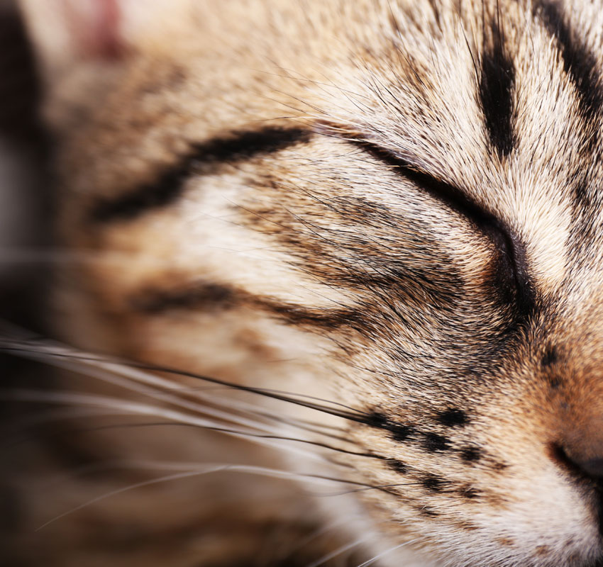 Fear Free certified veterinary care approach at Boca Midtowne Animal Hospital in Boca Raton FL

