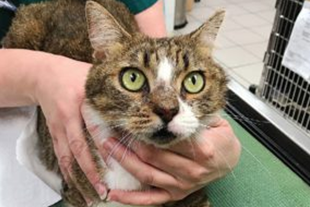 Feline plasma cell disorder — cat health condition overview from Boca Midtowne Animal Hospital