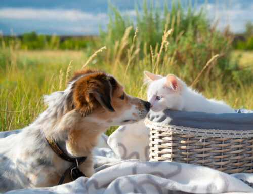 When Every Minute Matters: Emergency Care for Puppies and Kittens