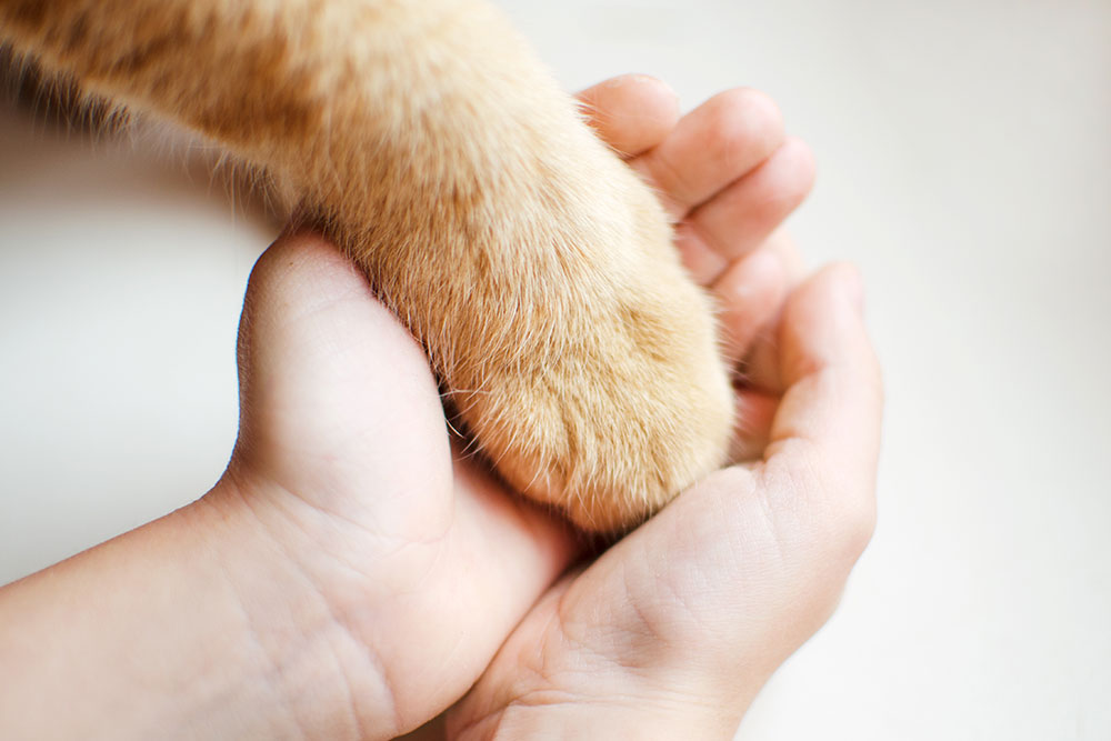 Cat paw being gently held by a person.