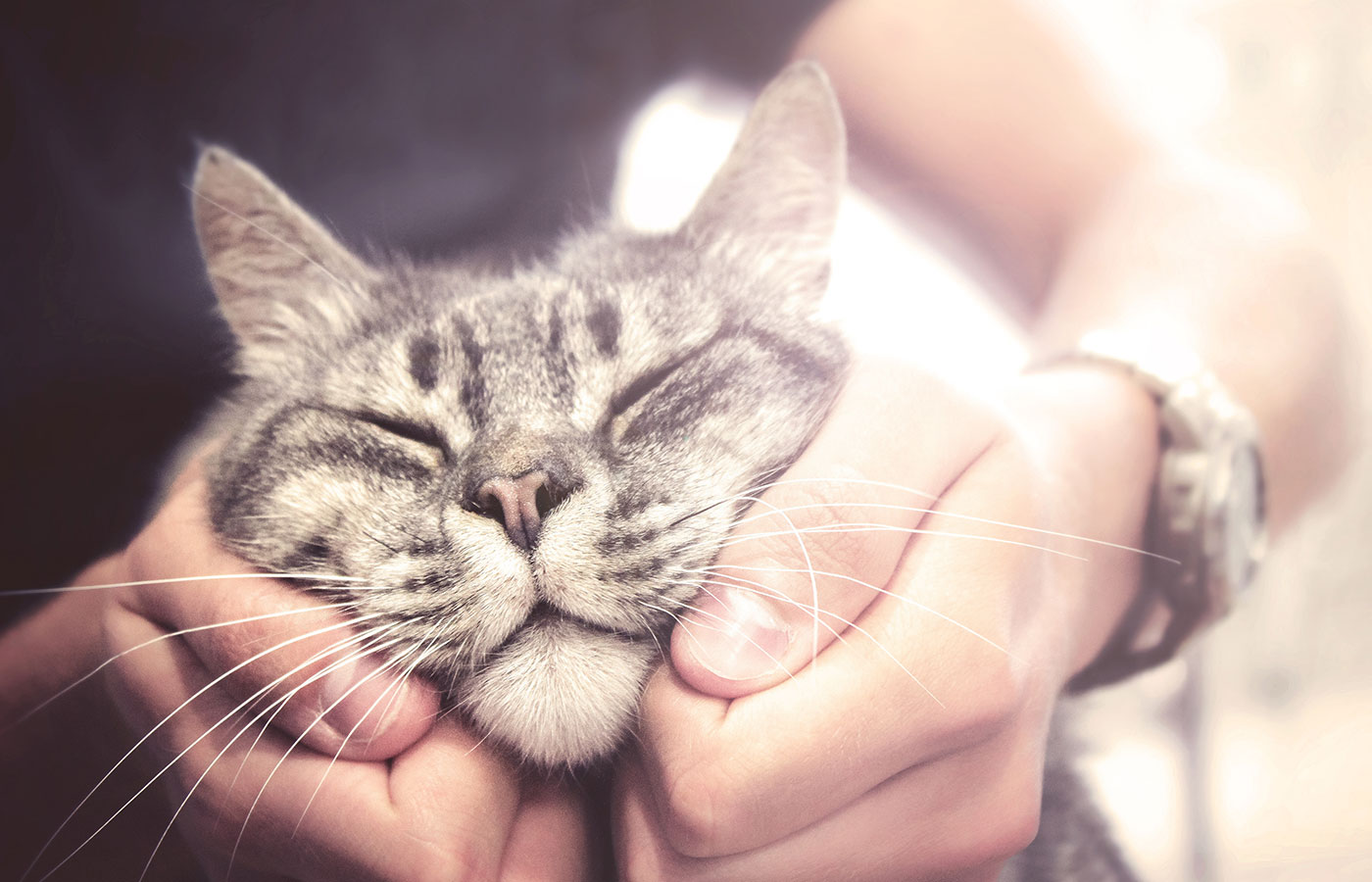 Veterinary laser therapy treatment for pets at Boca Midtowne Animal Hospital, Boca Raton, FL