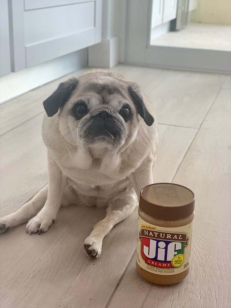 Dog safely enjoying peanut butter as a treat – pet nutrition tips from Boca Midtowne Animal Hospital