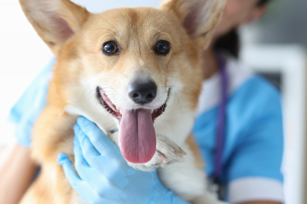 Handsome Welsh Corgi at a veterinary appointment for pet thyroid health evaluation