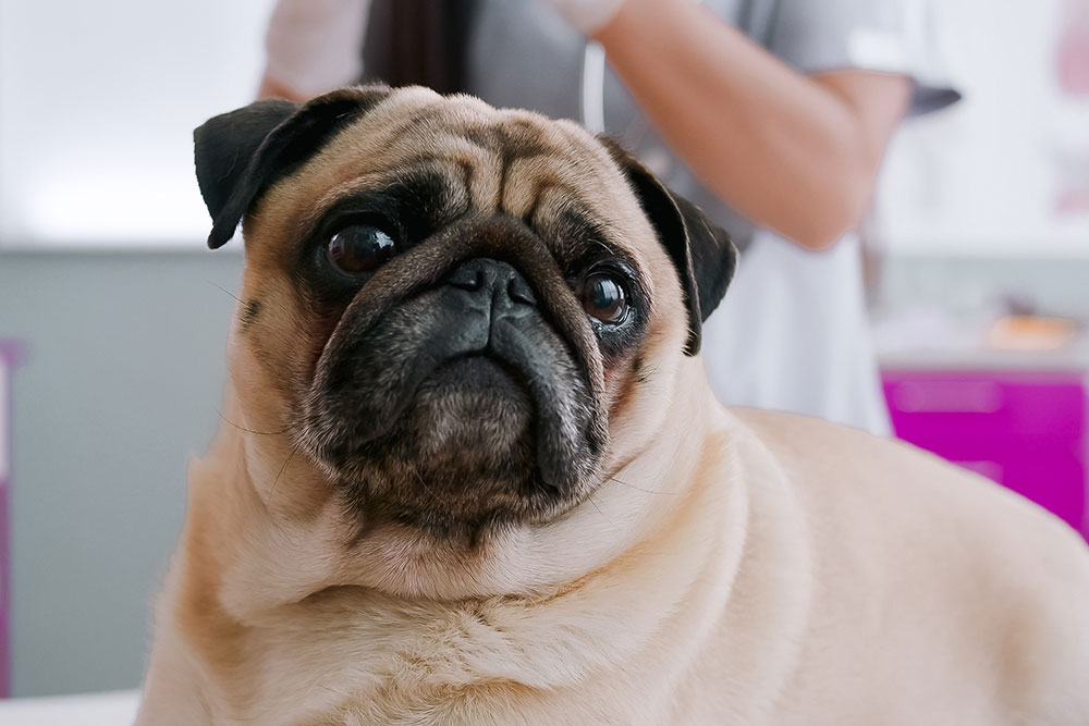A close-up of a tan pug looking forward while sitting on an examination table with a veterinarian blurred in the background.