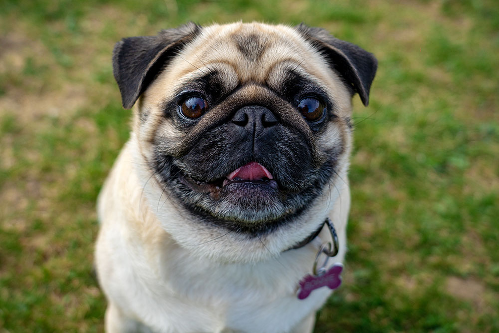 Pet journalist Steve Dale interviewing Dr. Boaz Man about brachycephalic obstructive airway syndrome