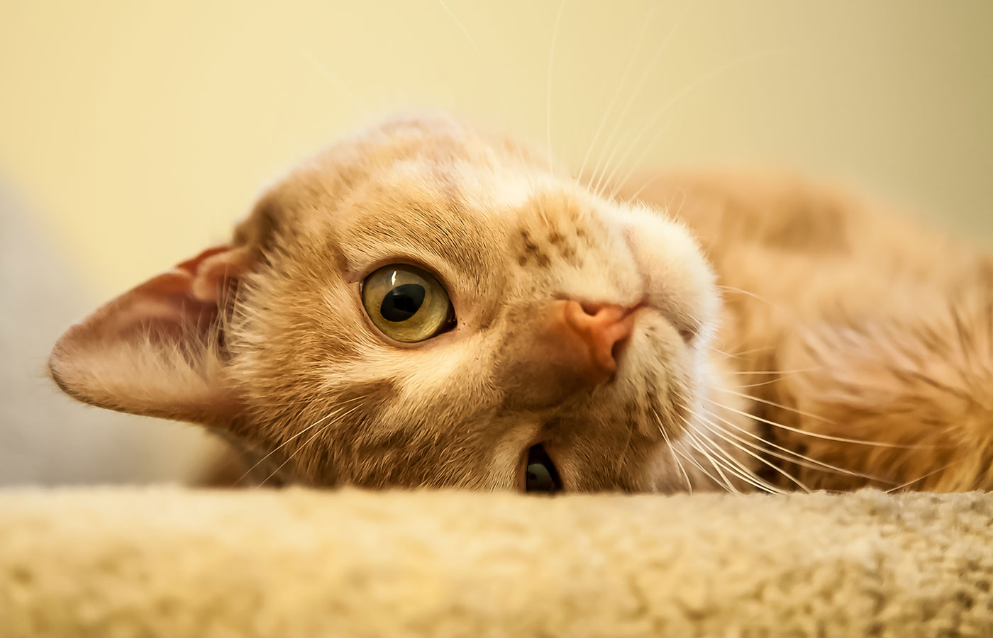 Fully stocked veterinary pharmacy at Boca Midtowne Animal Hospital in Boca Raton, FL