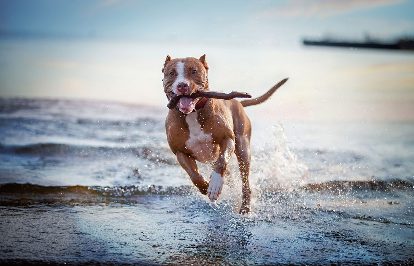 Veterinary ultrasound diagnostic imaging service at Boca Midtowne Animal Hospital, Boca Raton
