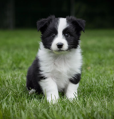 Veterinary team providing urgent care to a pet patient at Boca Midtowne Animal Hospital
