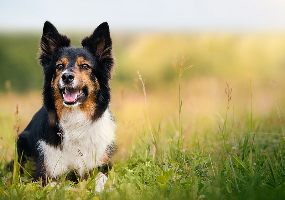 Veterinary urgent care services for pets at Boca Midtowne Animal Hospital in Boca Raton, FL
