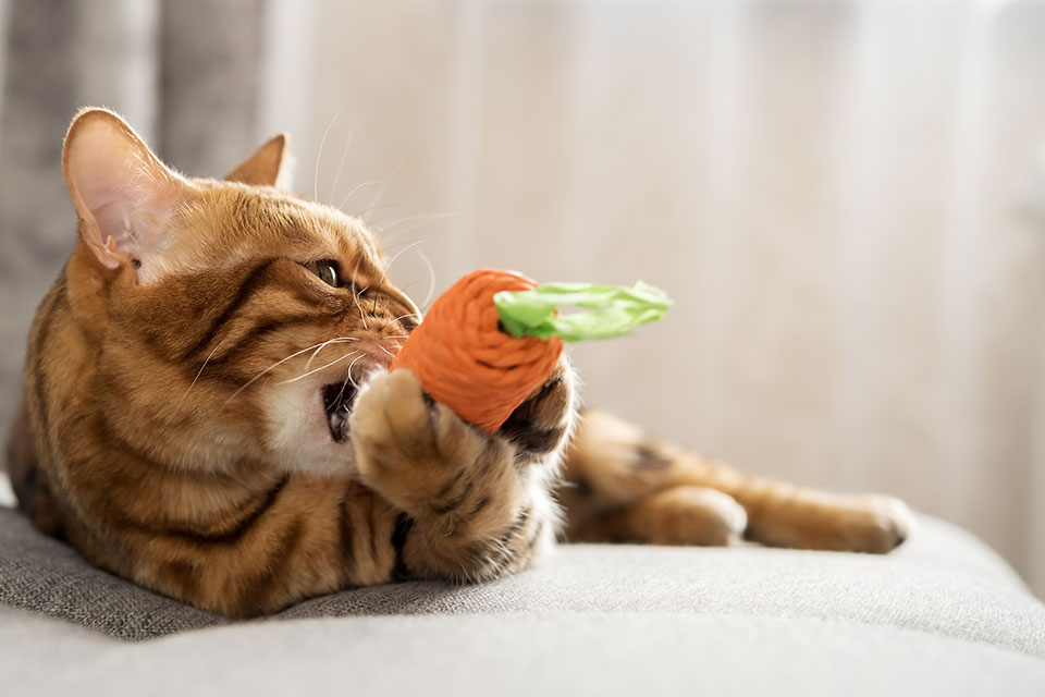 Pet owner and dog receiving urgent veterinary care at Boca Midtowne Animal Hospital

