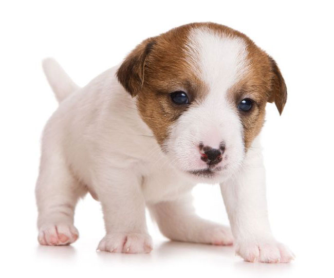 Affordable pet care services for dogs and cats at Boca Midtowne Animal Hospital