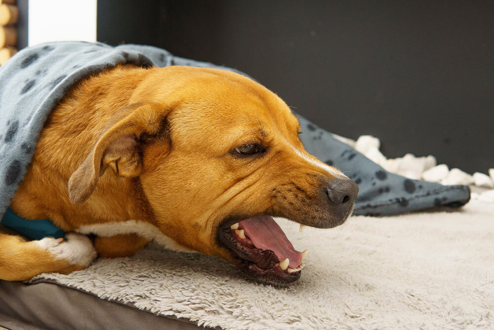 Brown dog yawning while resting on a bed, illustrating pet sleep health and wellness