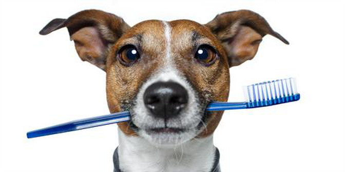 Veterinarian performing professional dental cleaning on a dog to improve oral health