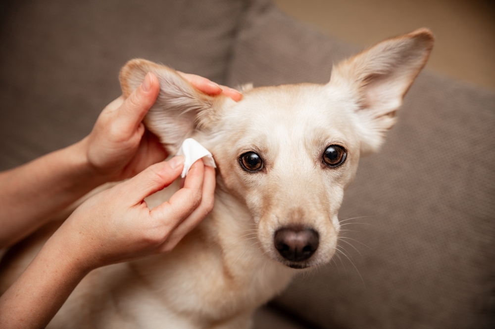 Person cleaning a dog’s ear with a cotton pad at home.