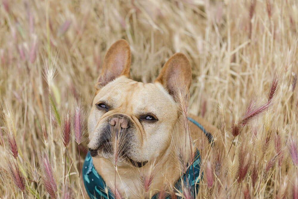 Dog exploring nature outdoors, representing active and healthy pet lifestyle