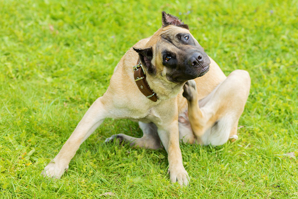 Dog scratching itself in grass, a common sign of allergies or flea irritation in pets