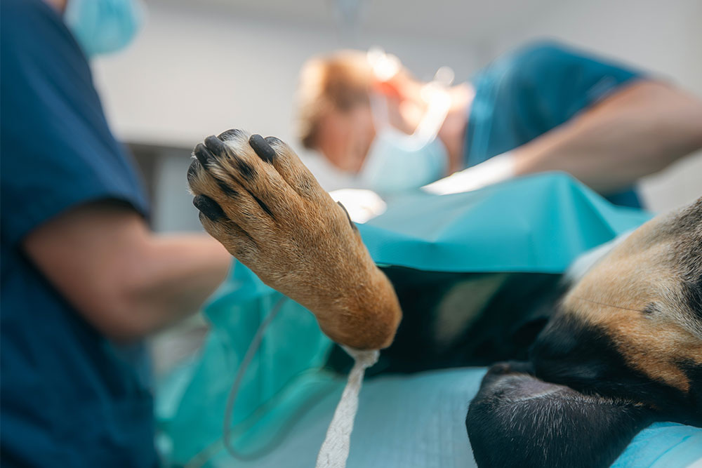 Veterinary surgeon performing orthopedic leg surgery on a dog in a clinical setting
