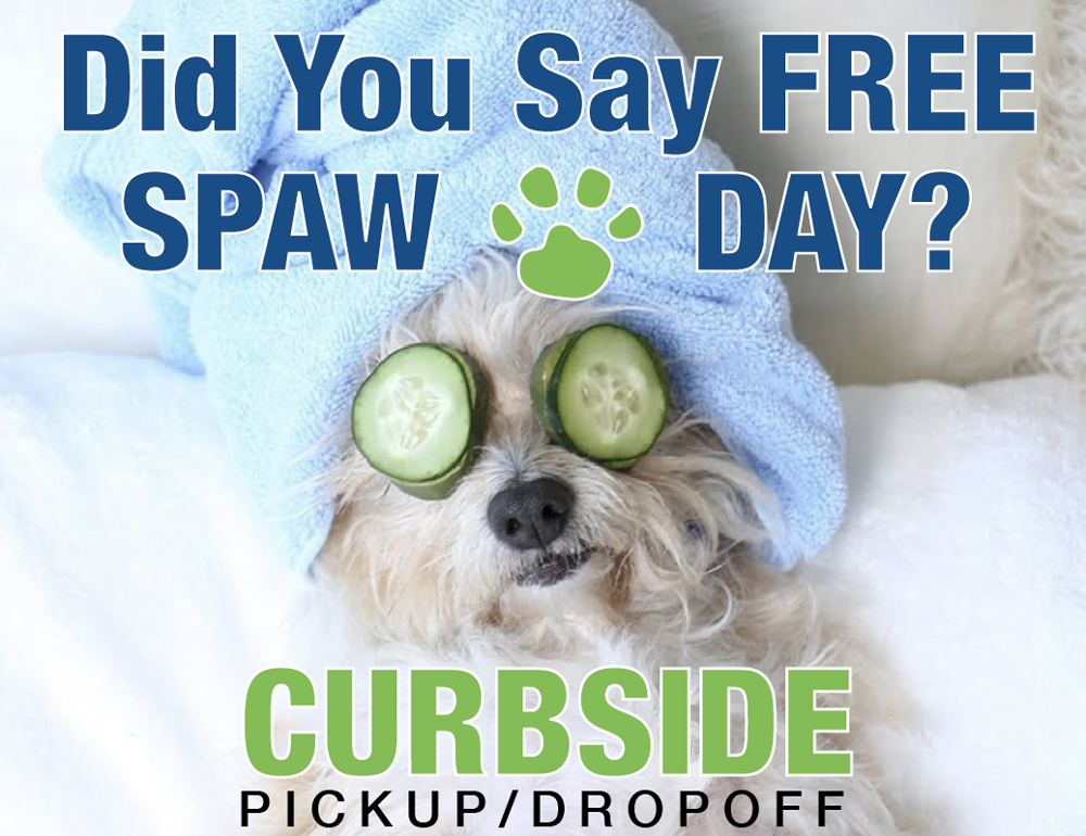 Pet grooming session at Boca Midtowne Animal Hospital, Boca Raton veterinary practice
