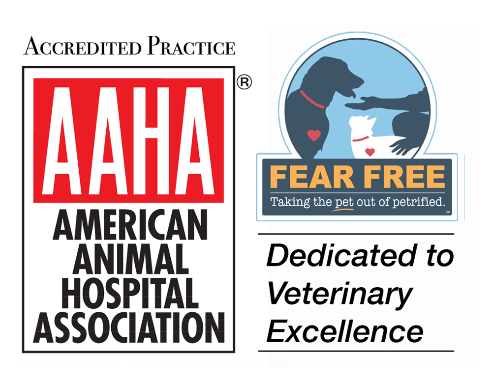 Professional pet grooming service at Boca Midtowne Animal Hospital in Boca Raton, FL
