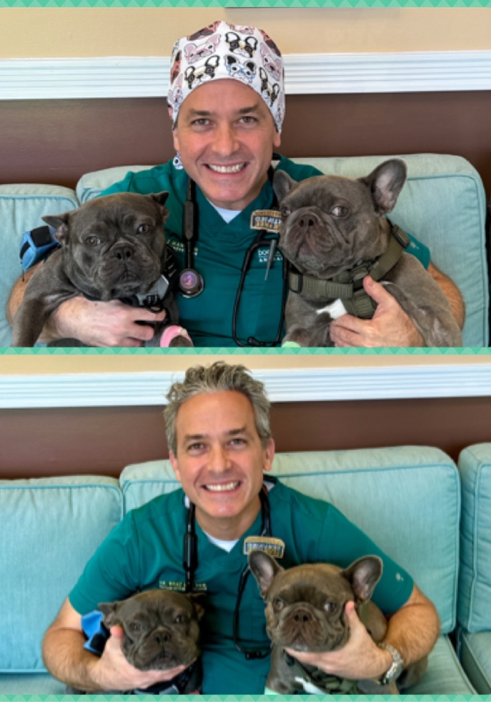 Veterinarian gently examining a pet during a wellness visit in Boca Raton
