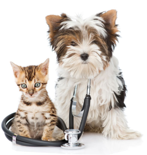 Veterinarian providing gentle pet care exam at Boca Midtowne Animal Hospital in Boca Raton FL