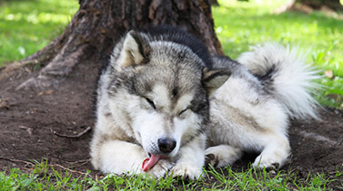 Dog scratching due to skin irritation, illustrating itchy pet allergy symptoms