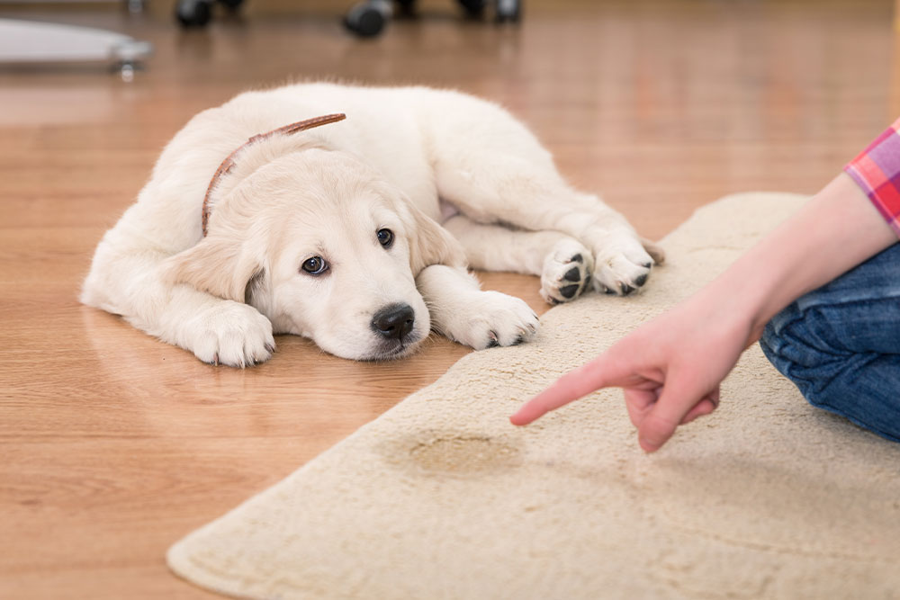 Puppy having a potty training accident indoors, illustrating common housebreaking mistakes