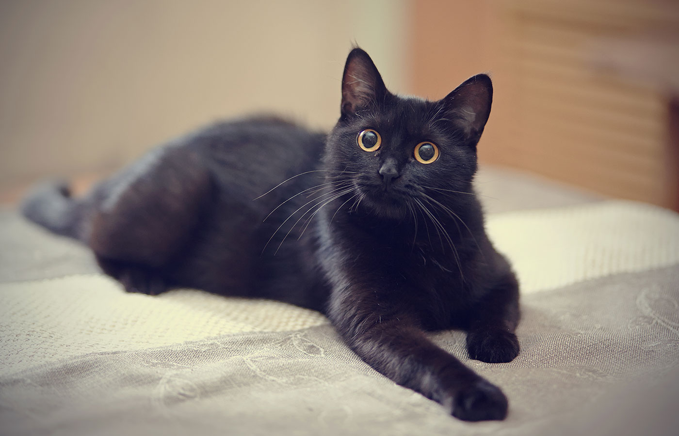 Veterinary radiology and digital X-ray services at Boca Midtowne Animal Hospital, Boca Raton