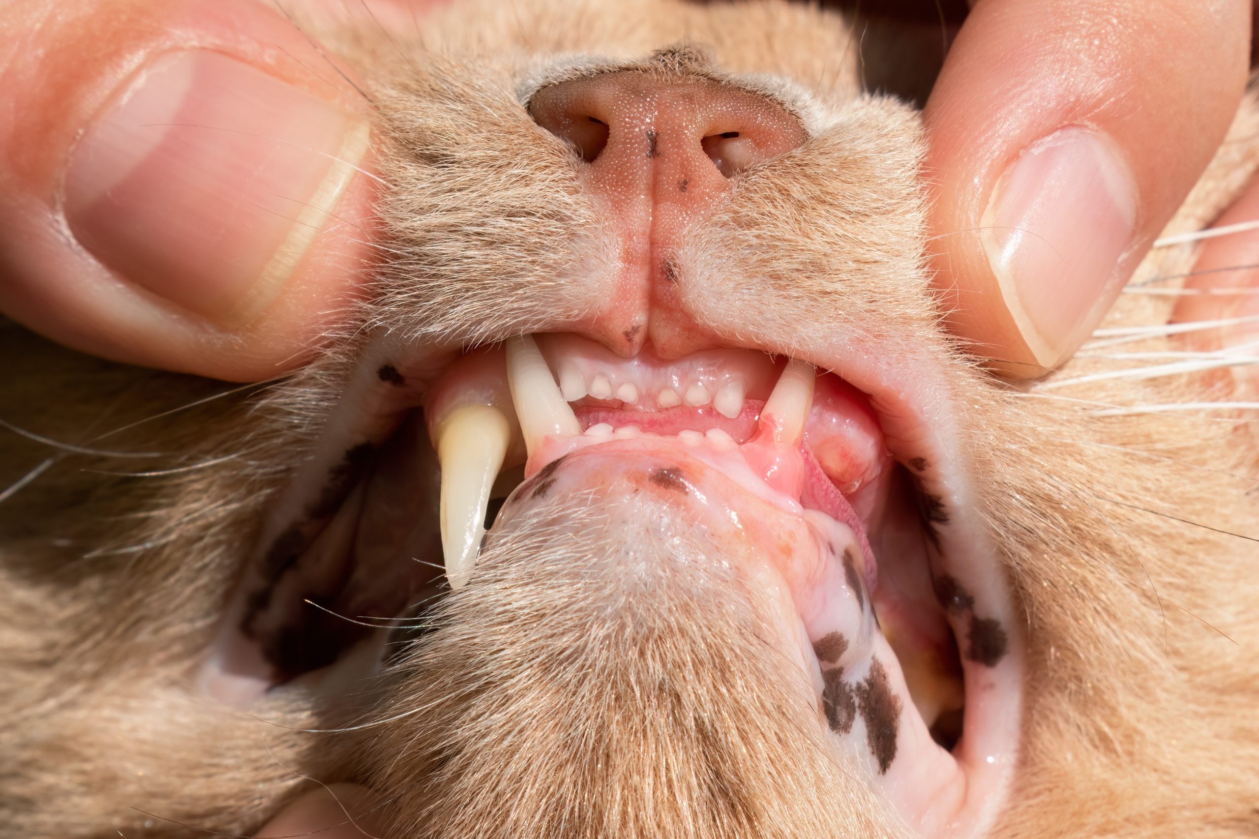 Cat with swollen, inflamed gums showing signs of tooth resorption, illustrating feline dental disease