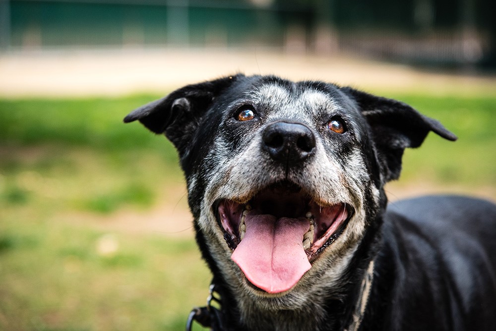 senior-card Senior pet care card highlighting veterinary wellness services for older dogs and cats