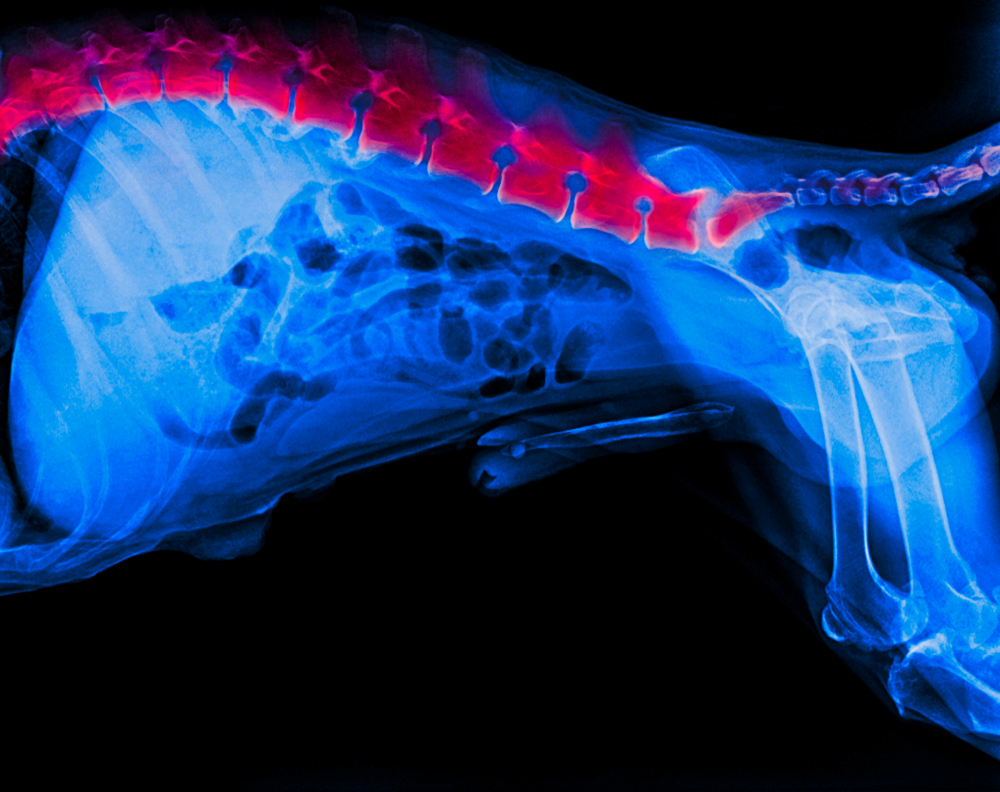 Lateral X-ray film of a dog with red highlighted area indicating diagnostic findings