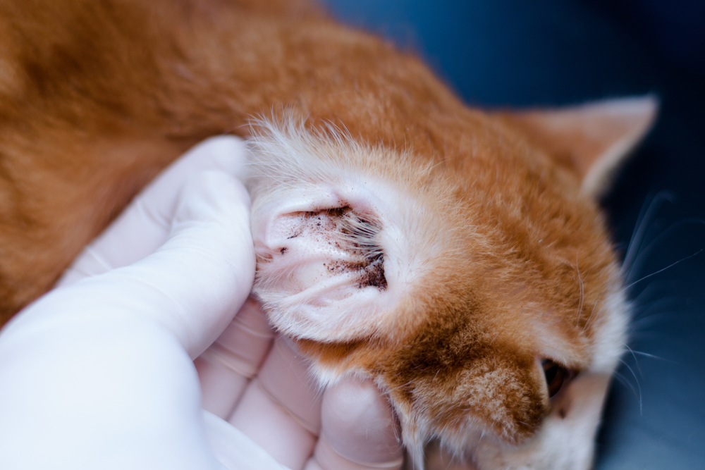 Kitten with ear mites during veterinary examination — pet parasite treatment