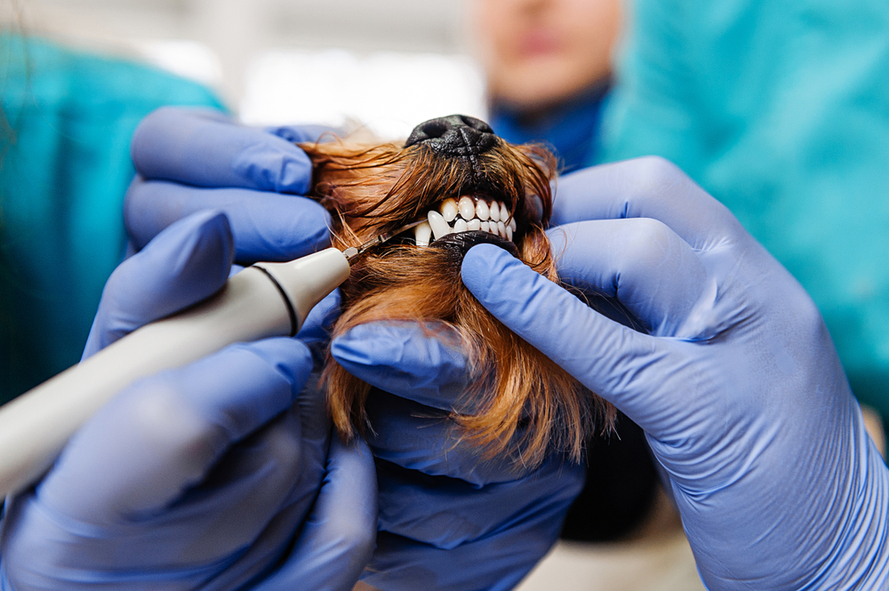 Veterinarian performing a routine health examination on a cat in a clinical setting