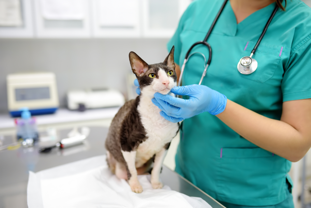 Veterinarian examining a Cornish Rex cat with disability during a wellness checkup