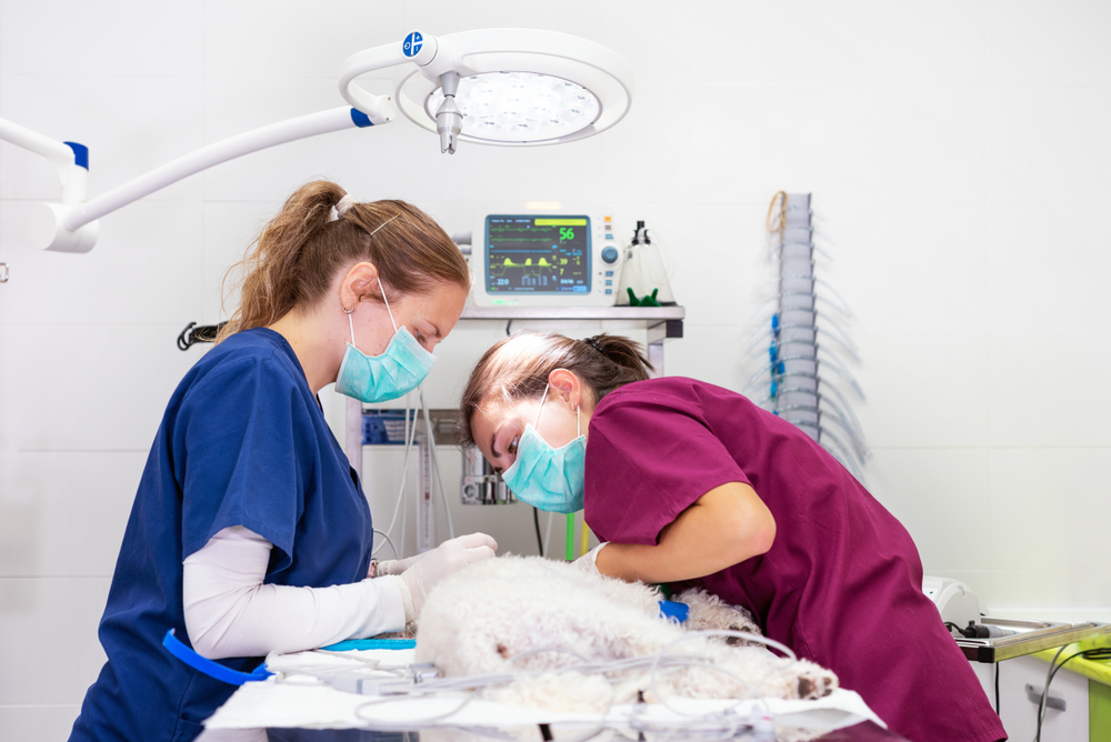 Veterinarian performing professional dental cleaning on a dog at Boca Midtowne Animal Hospital