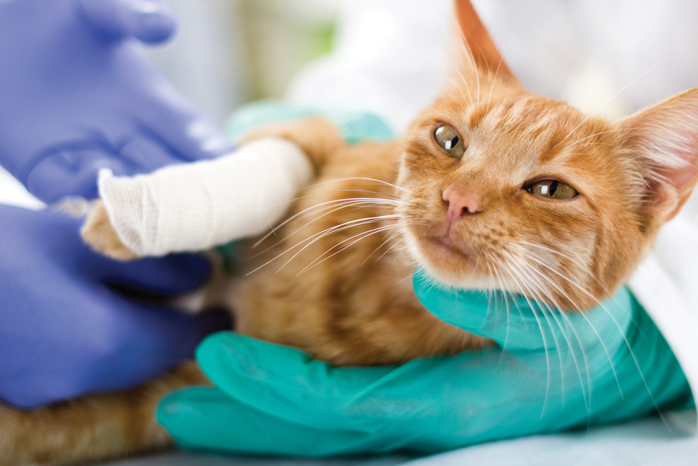 Small cat with a cast on a broken leg receiving veterinary orthopedic care