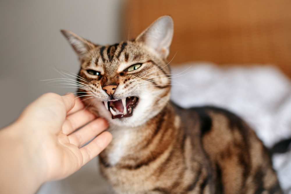 Person attempting to pet a hissing, angry tabby cat, highlighting feline stress behavior and handling tips