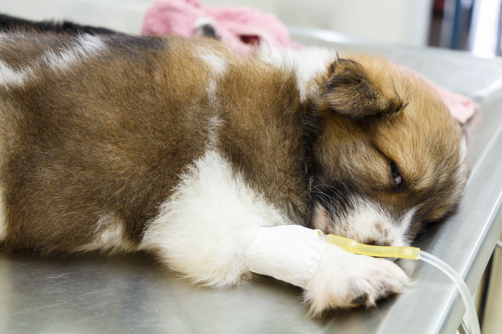 Sick puppy with intravenous drip on operating table receiving emergency veterinary care