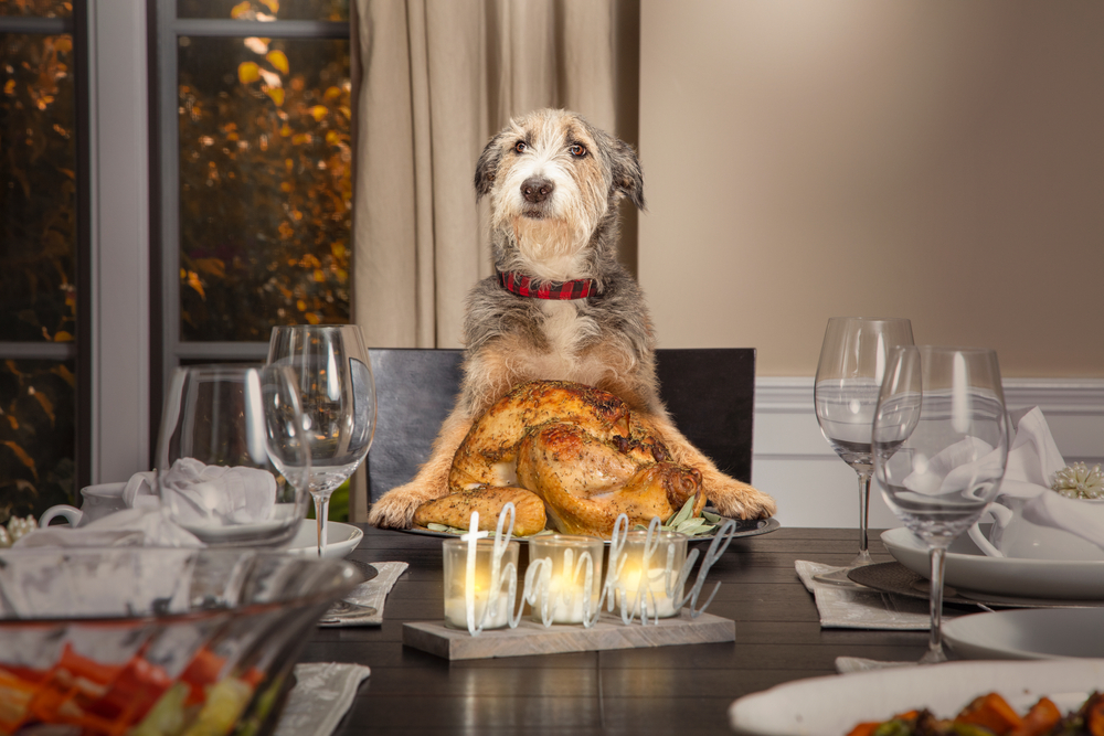 Funny dog sitting at the head of a formal dining table, highlighting pet humor and companionship