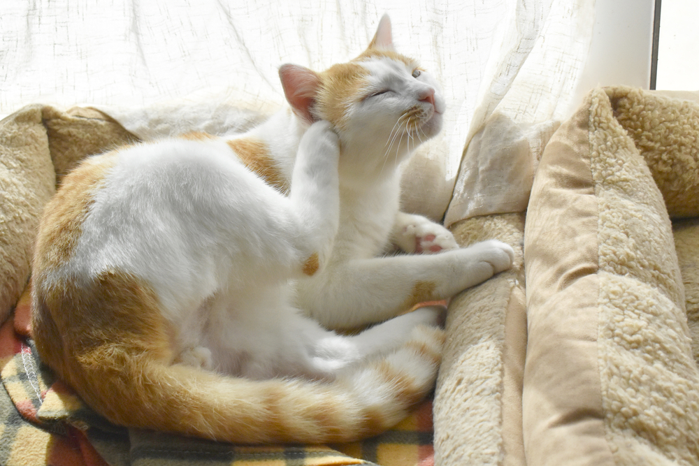 Cat sitting in pet bed beside patio door scratching due to itchy skin — feline allergy treatment